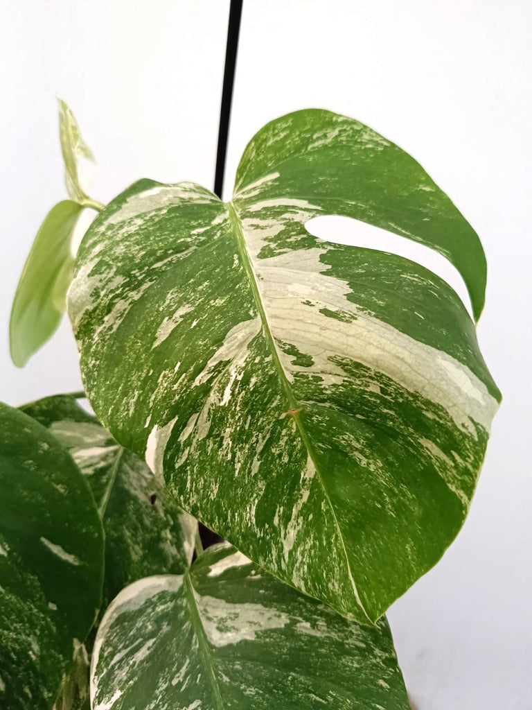 Monstera albo variegata