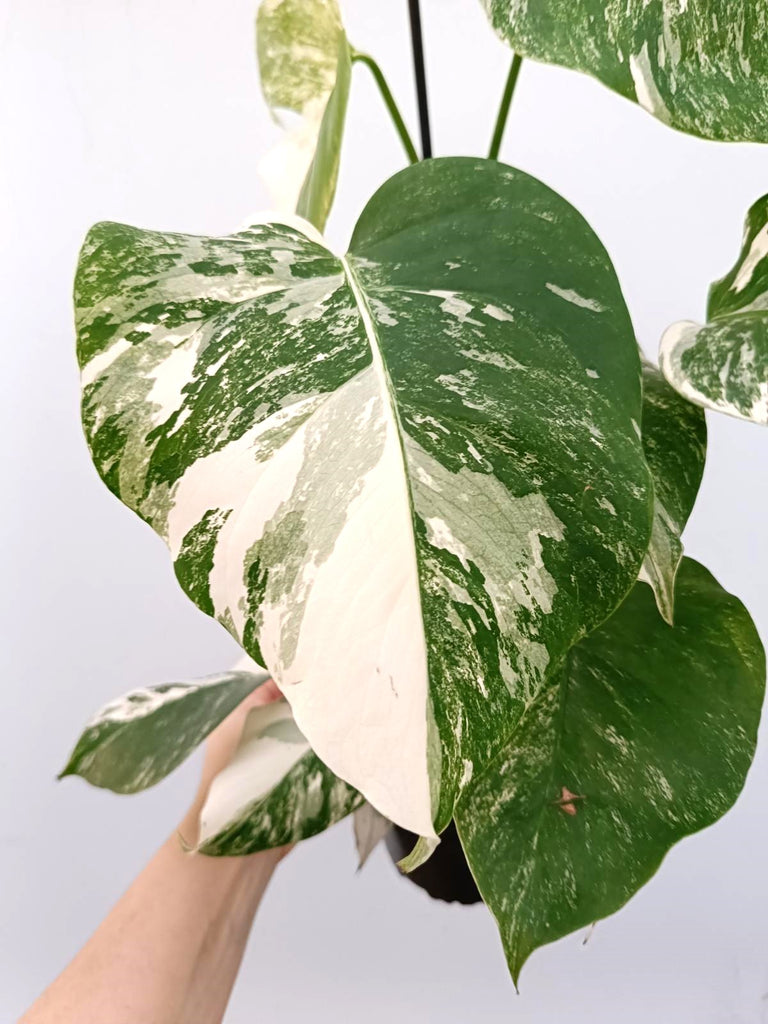 Monstera albo variegata