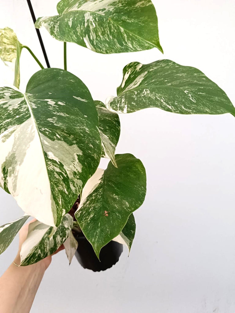 Monstera albo variegata