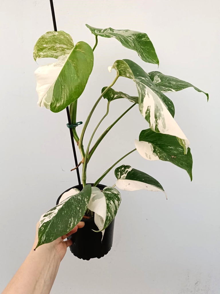 Monstera albo variegata