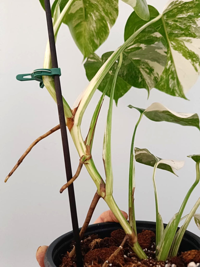 Monstera albo variegata