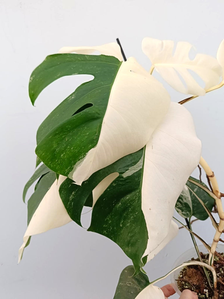 Monstera albo variegata FULLMOON