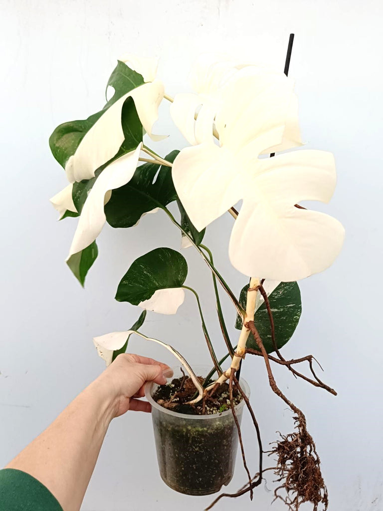 Monstera albo variegata FULLMOON