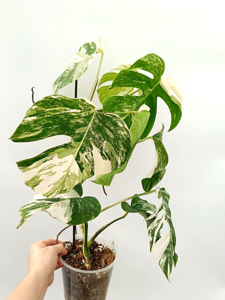 Monstera albo variegata