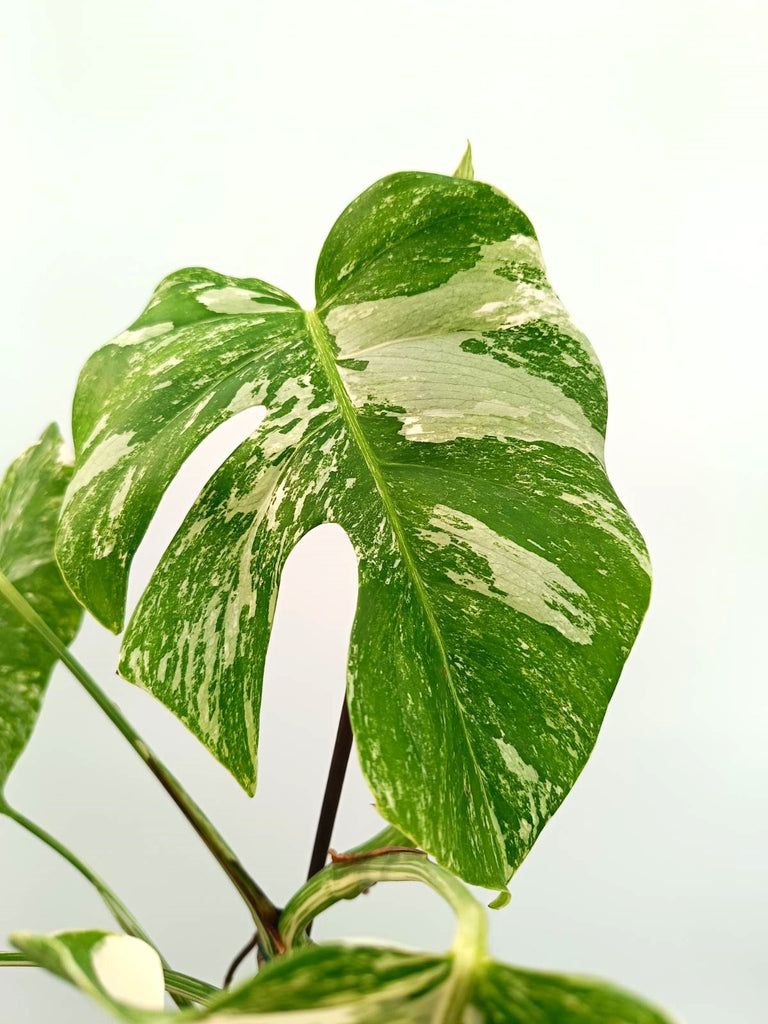 Monstera albo variegata