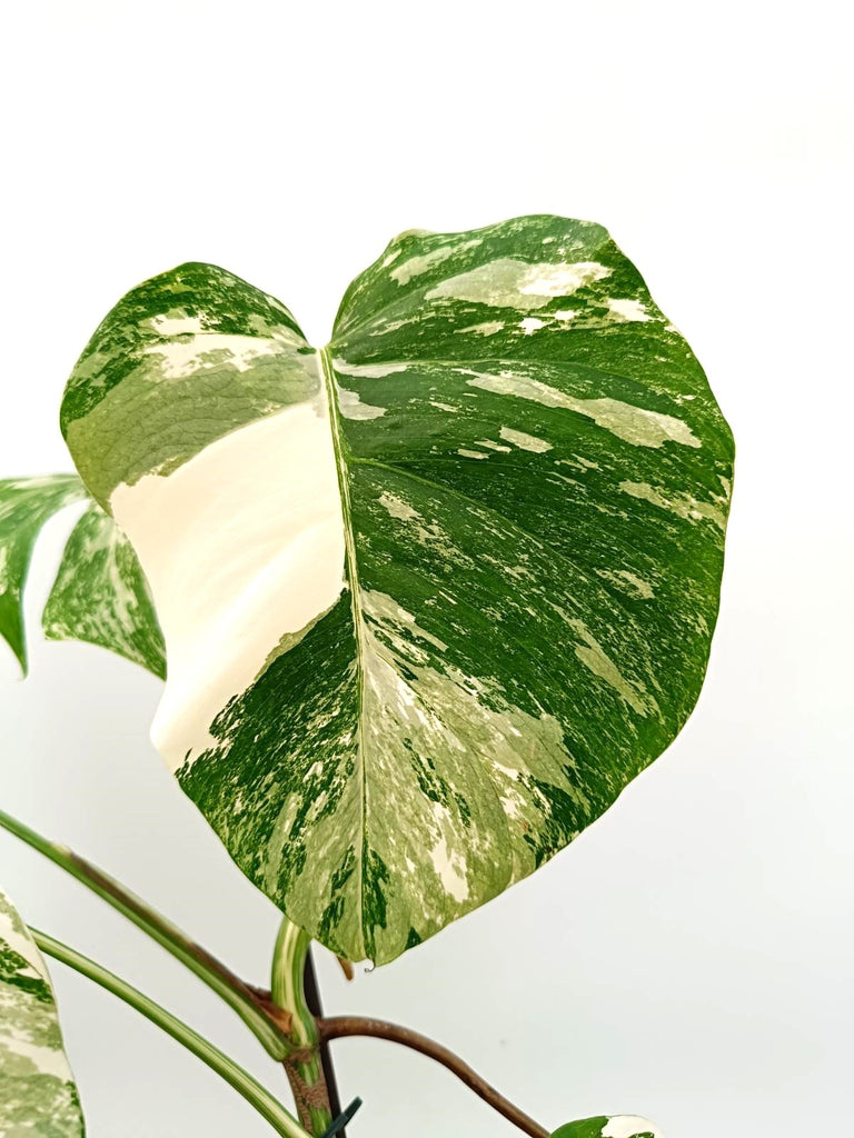 Monstera albo variegata