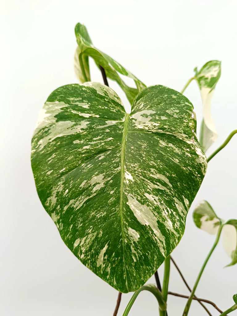 Monstera albo variegata