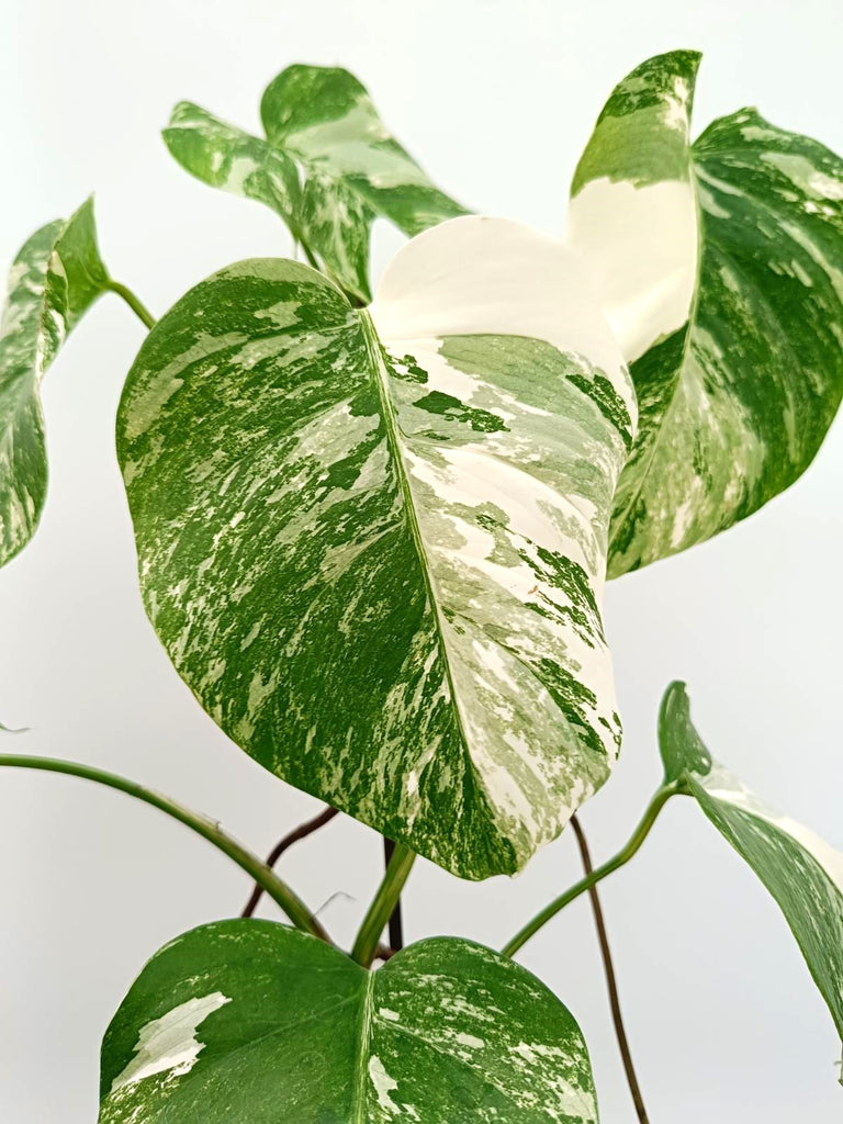 Monstera albo variegata