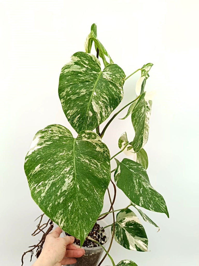 Monstera albo variegata