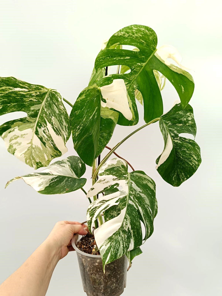 Monstera albo variegata