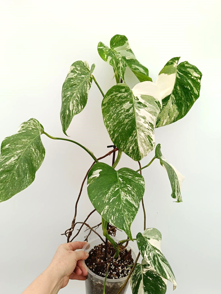 Monstera albo variegata