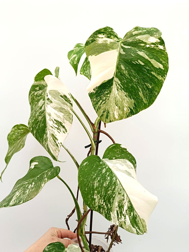 Monstera albo variegata