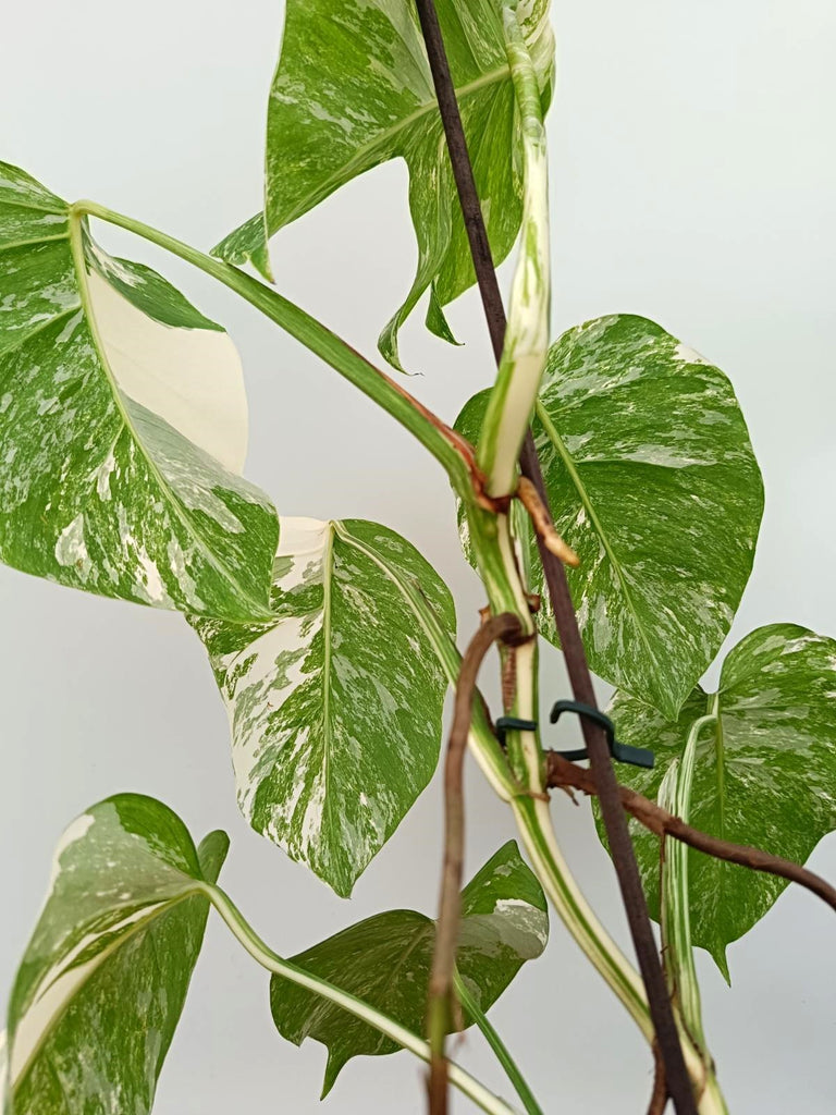 Monstera albo variegata