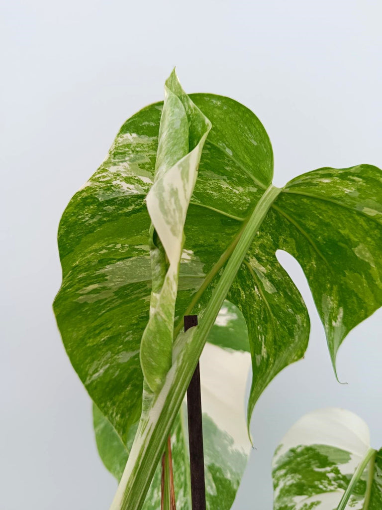 Monstera albo variegata