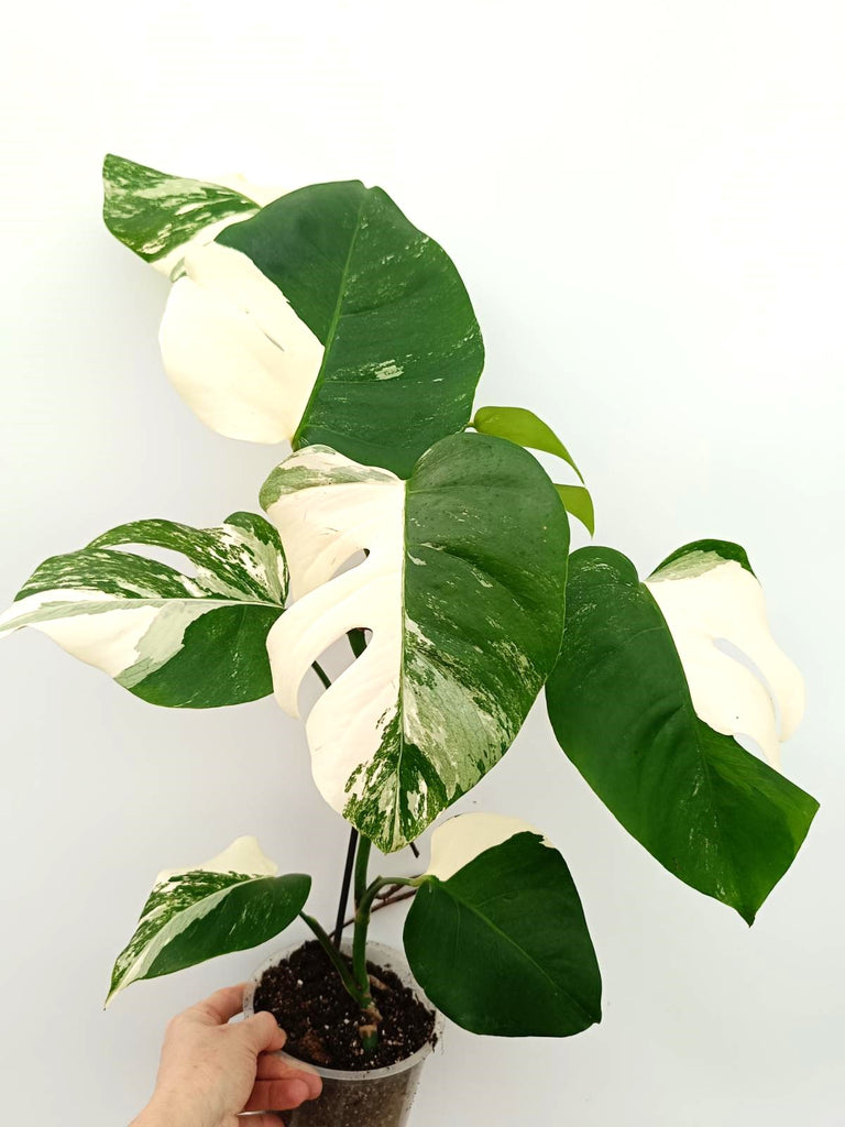 Monstera albo variegata