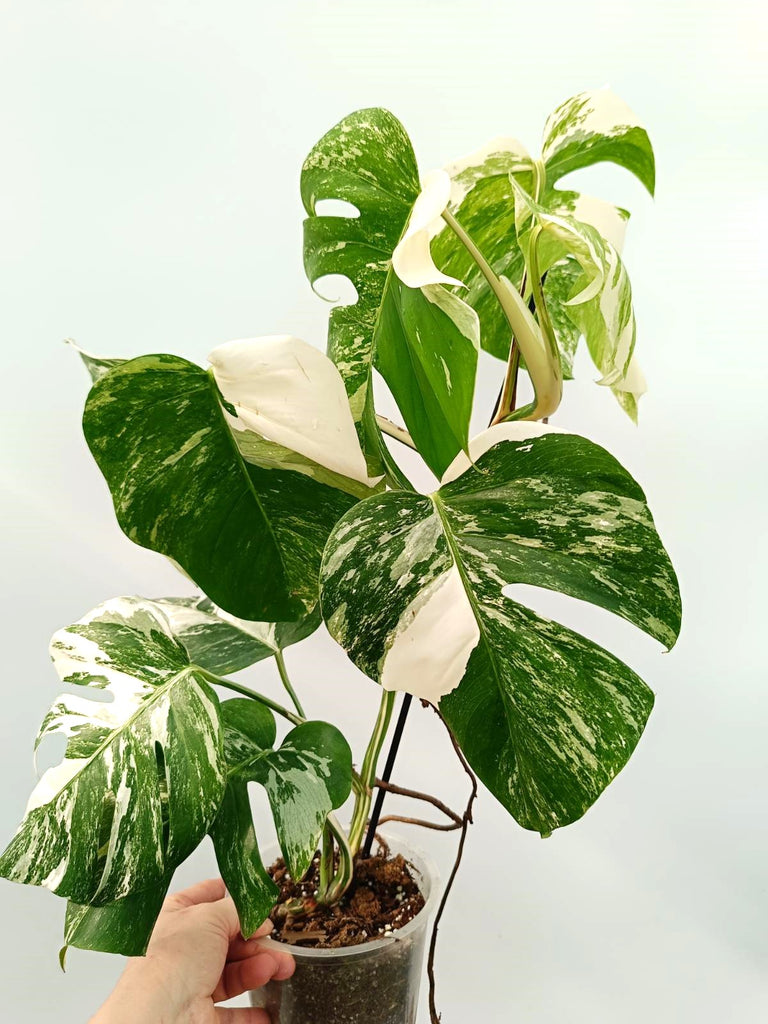 Monstera albo variegata