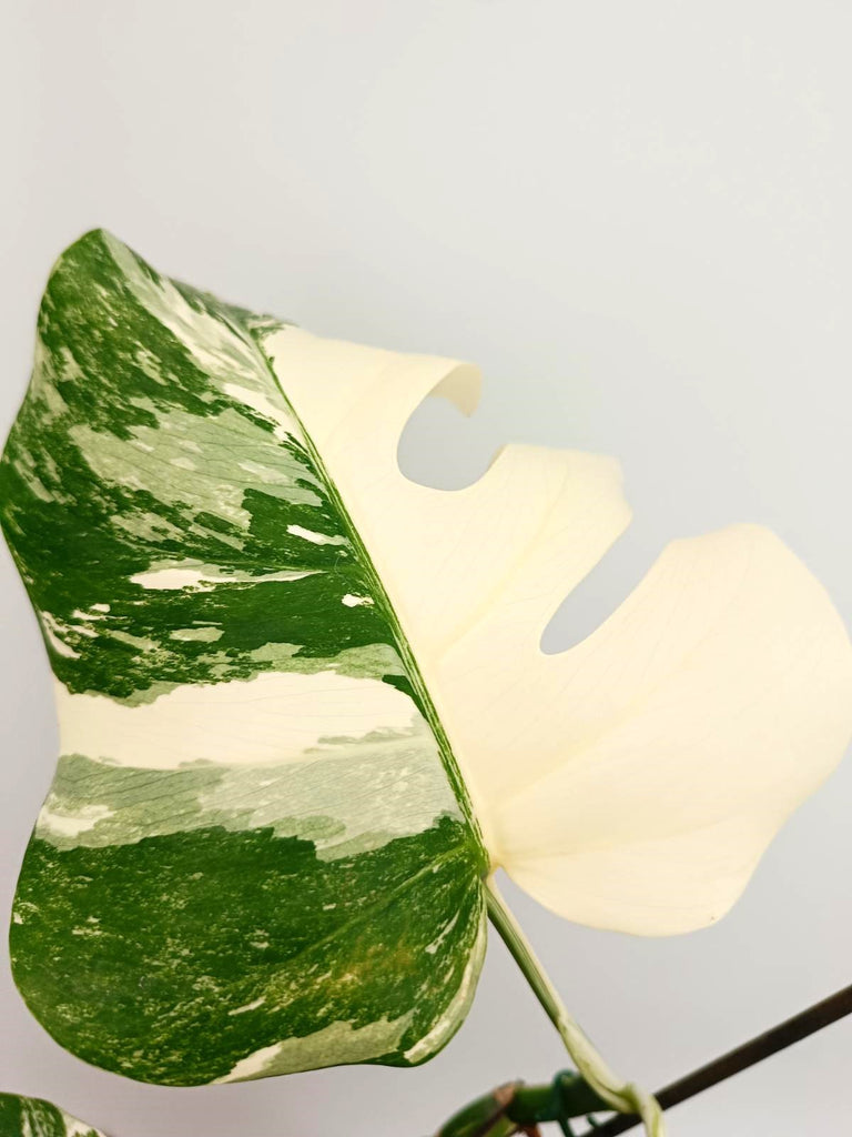 Monstera albo variegata