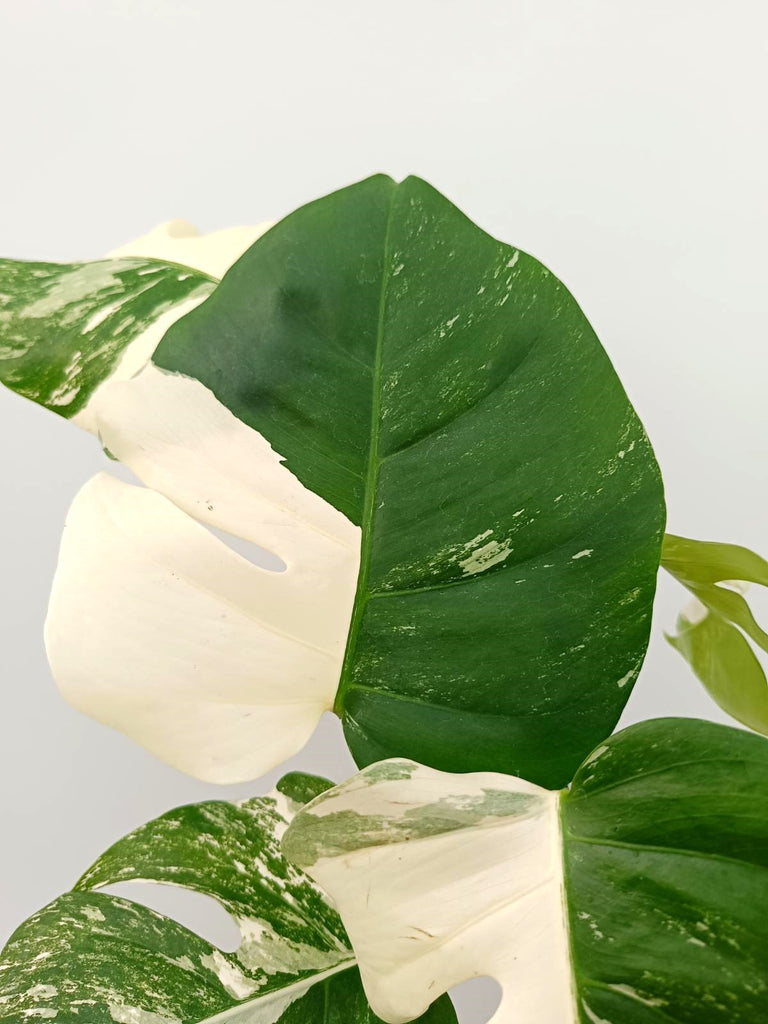 Monstera albo variegata