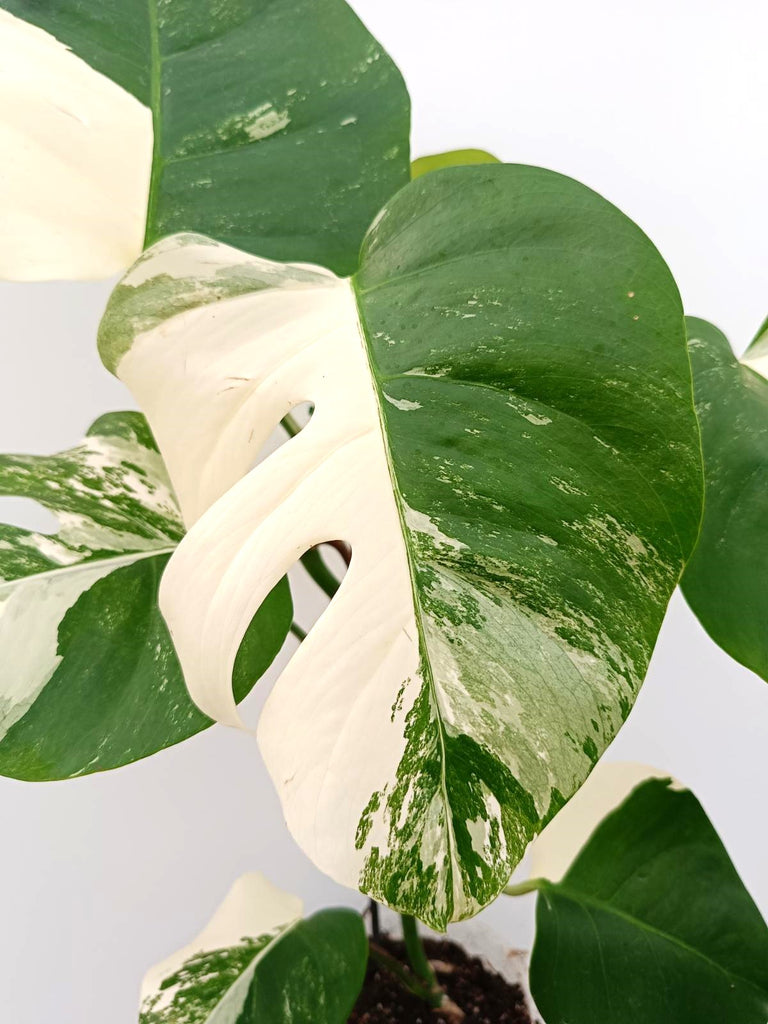 Monstera albo variegata