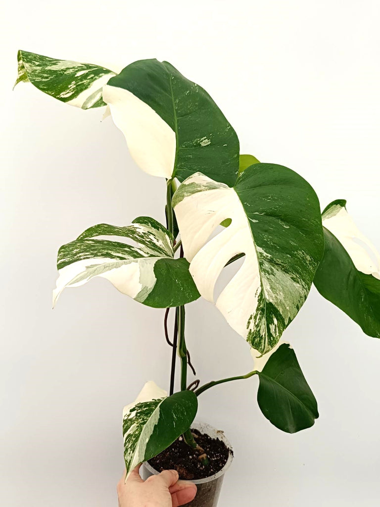 Monstera albo variegata