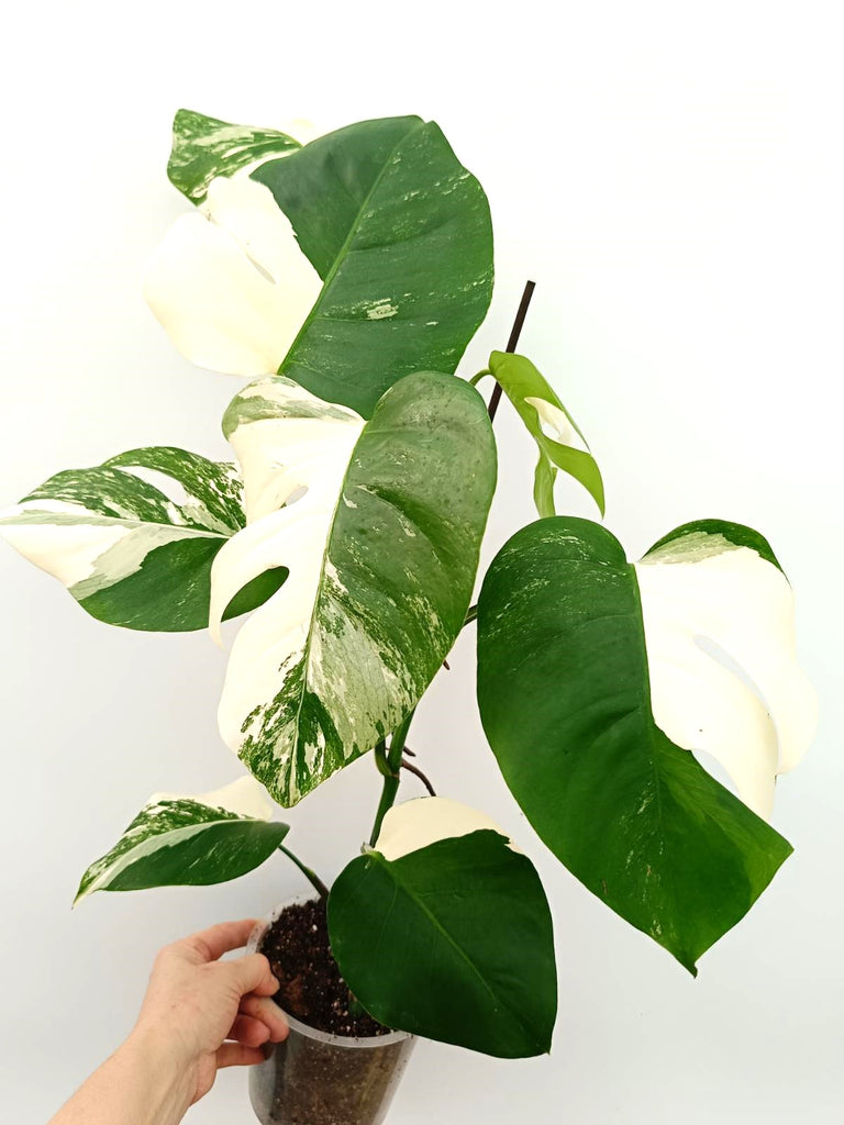 Monstera albo variegata