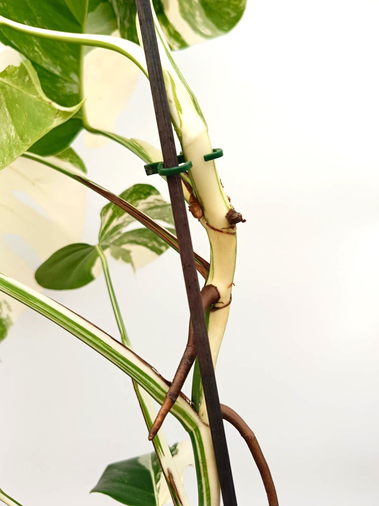 Monstera albo variegata