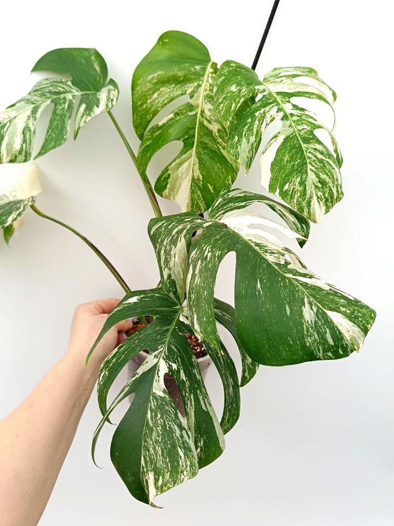 Monstera albo variegata