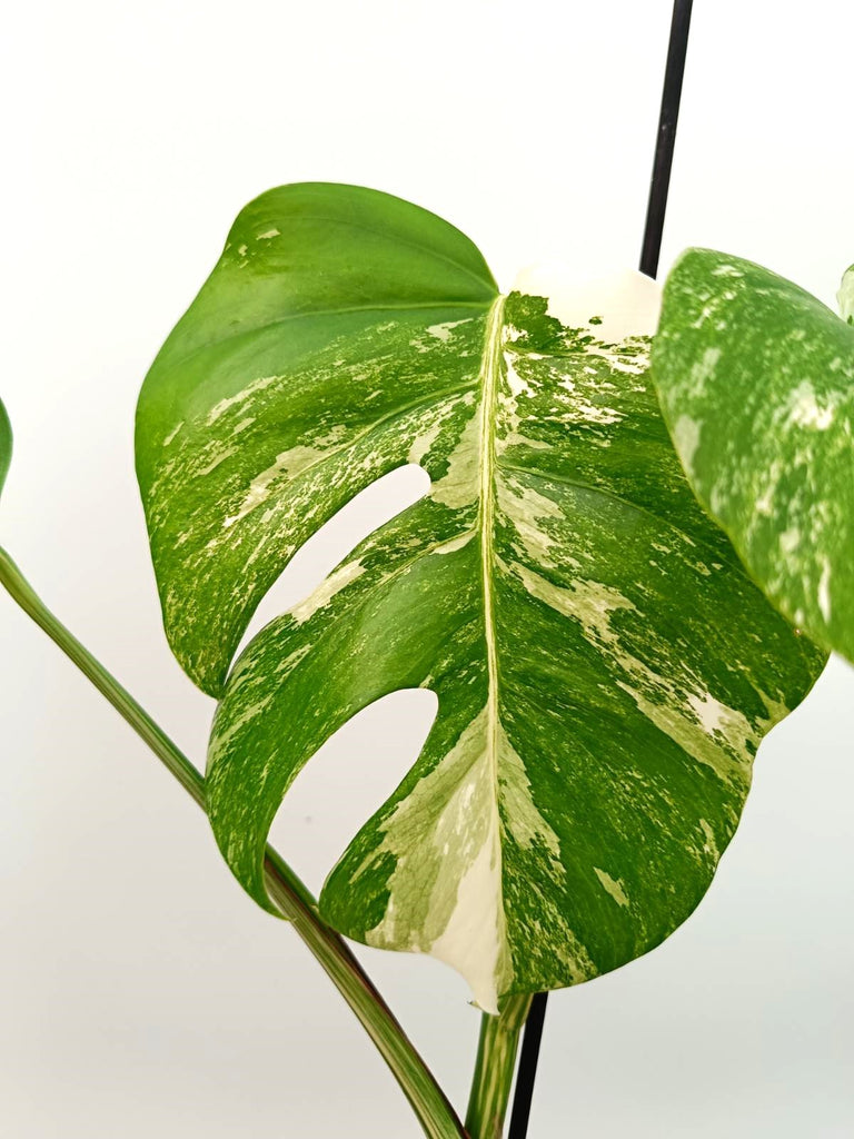 Monstera albo variegata