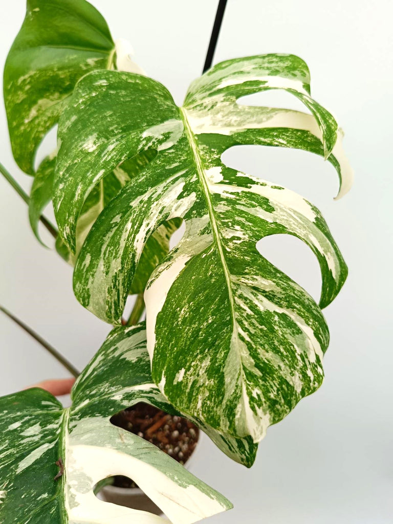 Monstera albo variegata