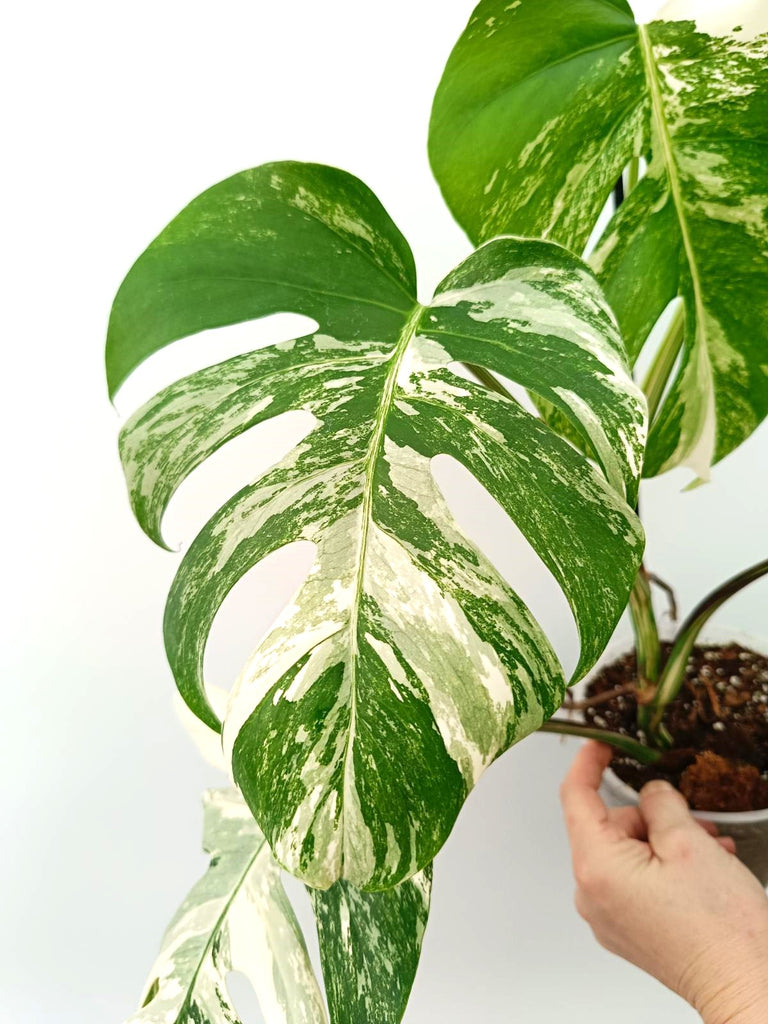 Monstera albo variegata