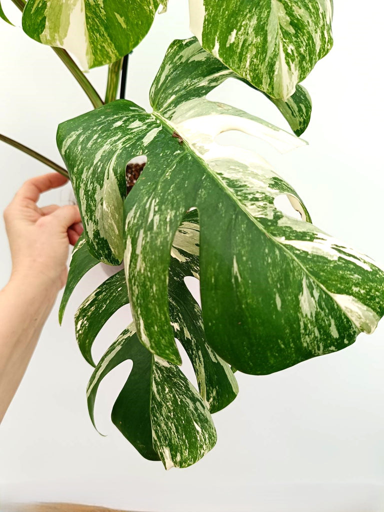 Monstera albo variegata