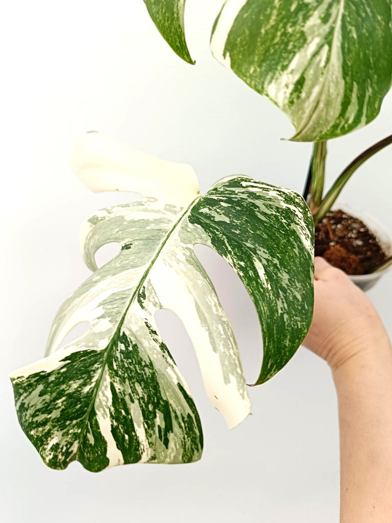 Monstera albo variegata