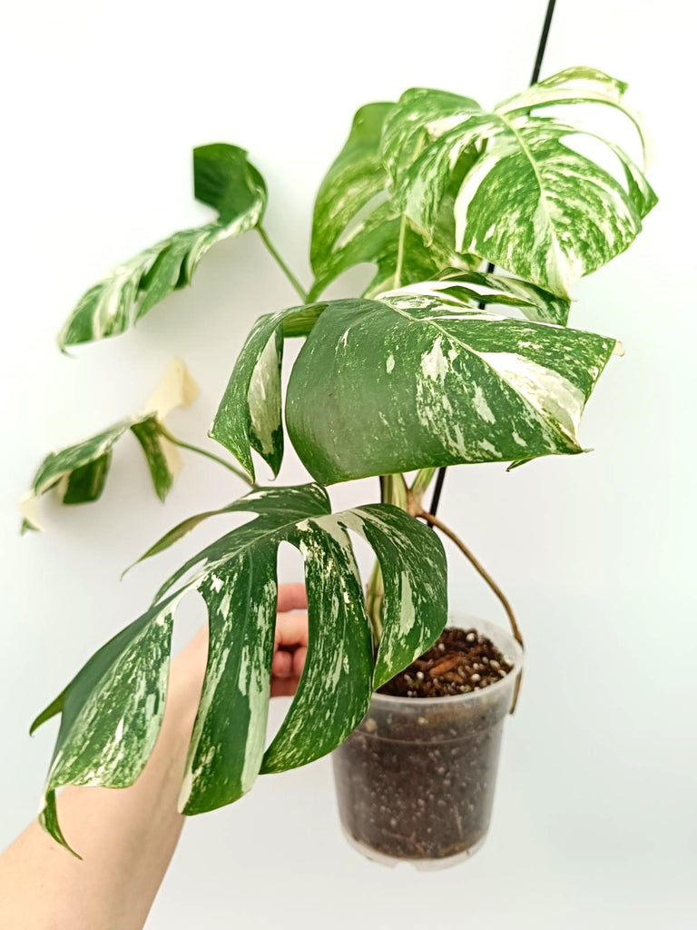 Monstera albo variegata