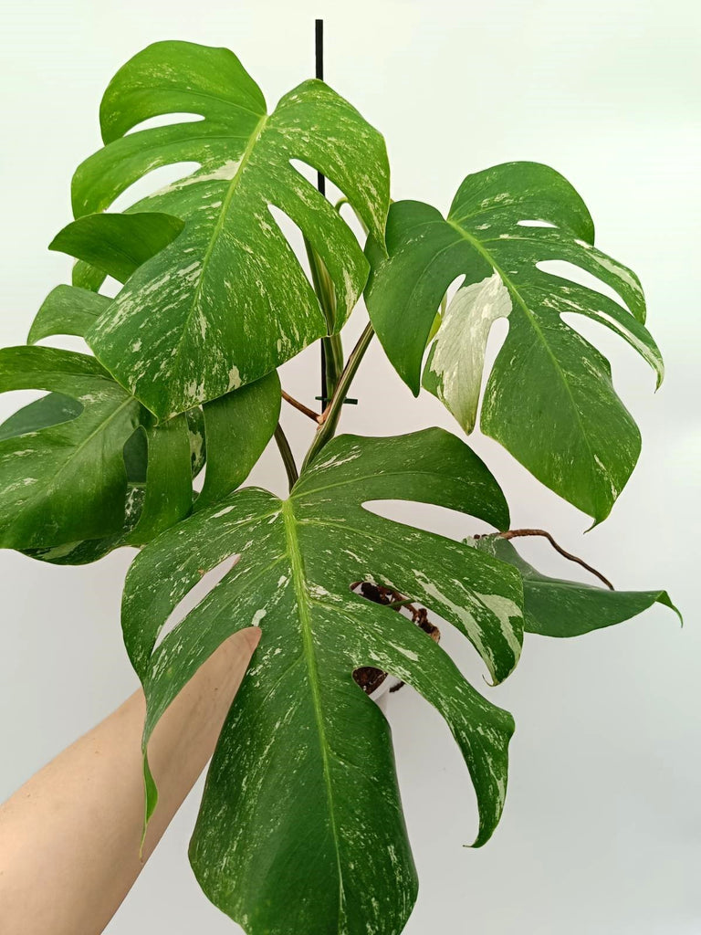 Monstera albo variegata