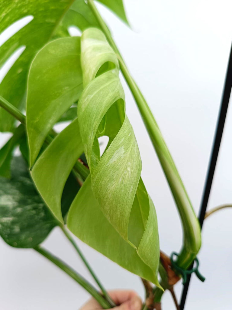 Monstera albo variegata