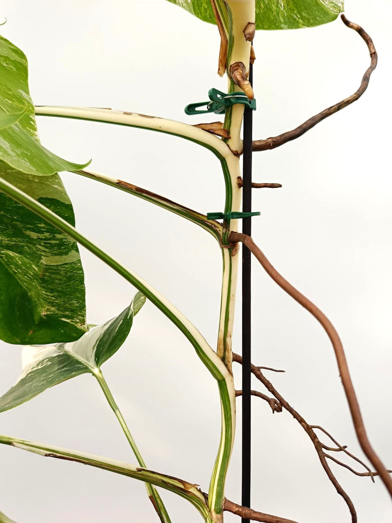 Monstera albo variegata