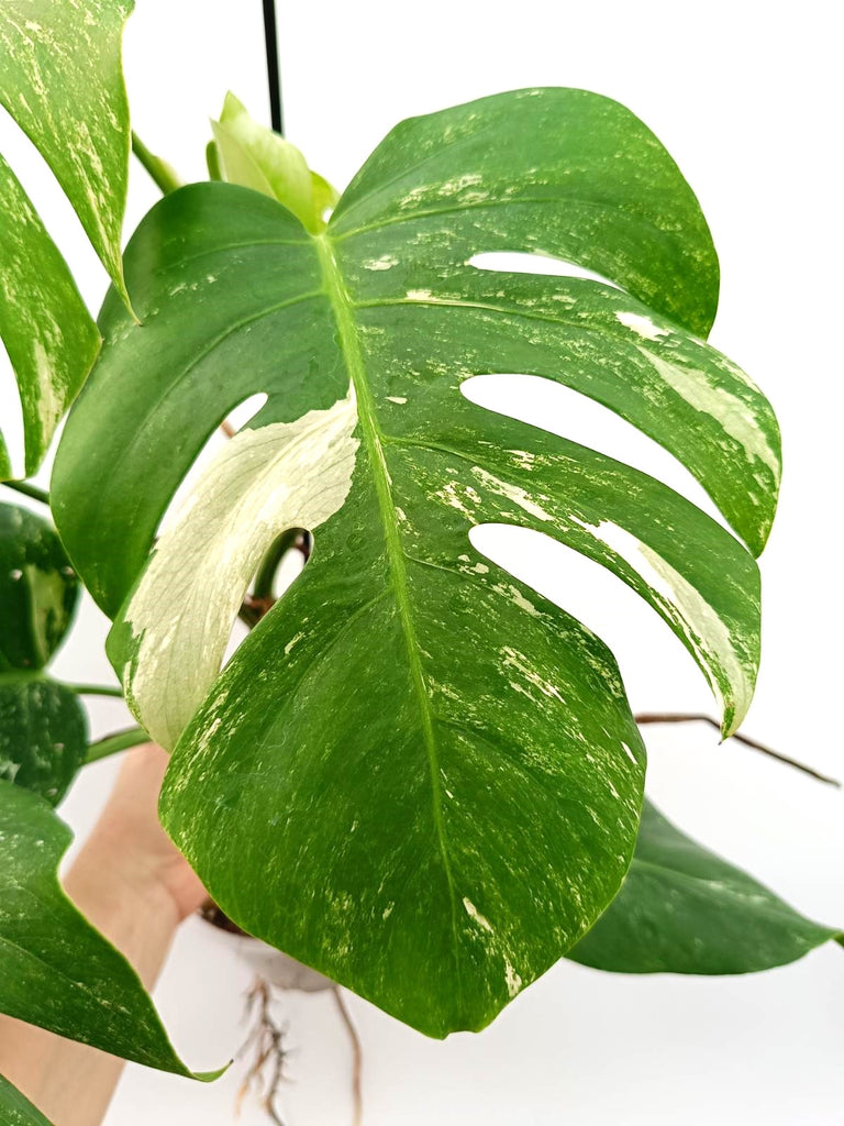 Monstera albo variegata