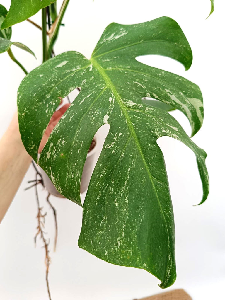 Monstera albo variegata