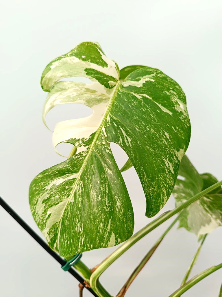 Monstera albo variegata