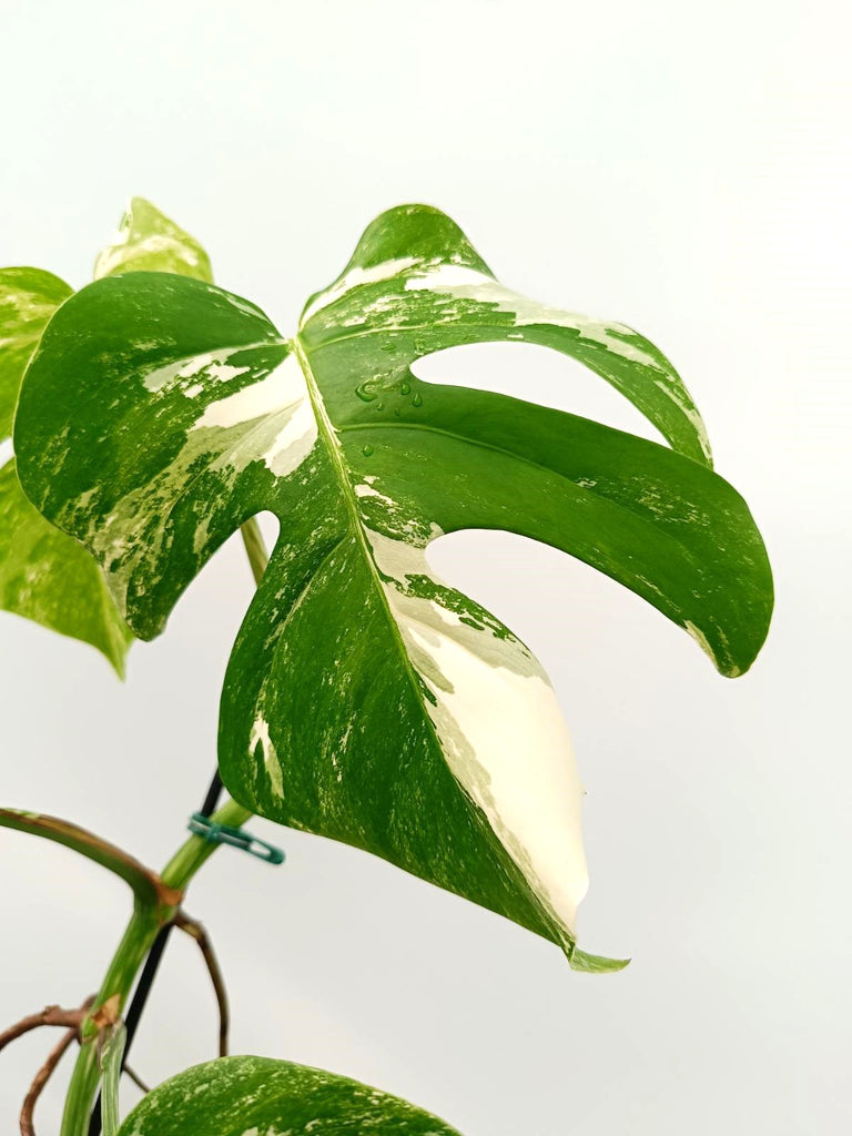 Monstera albo variegata