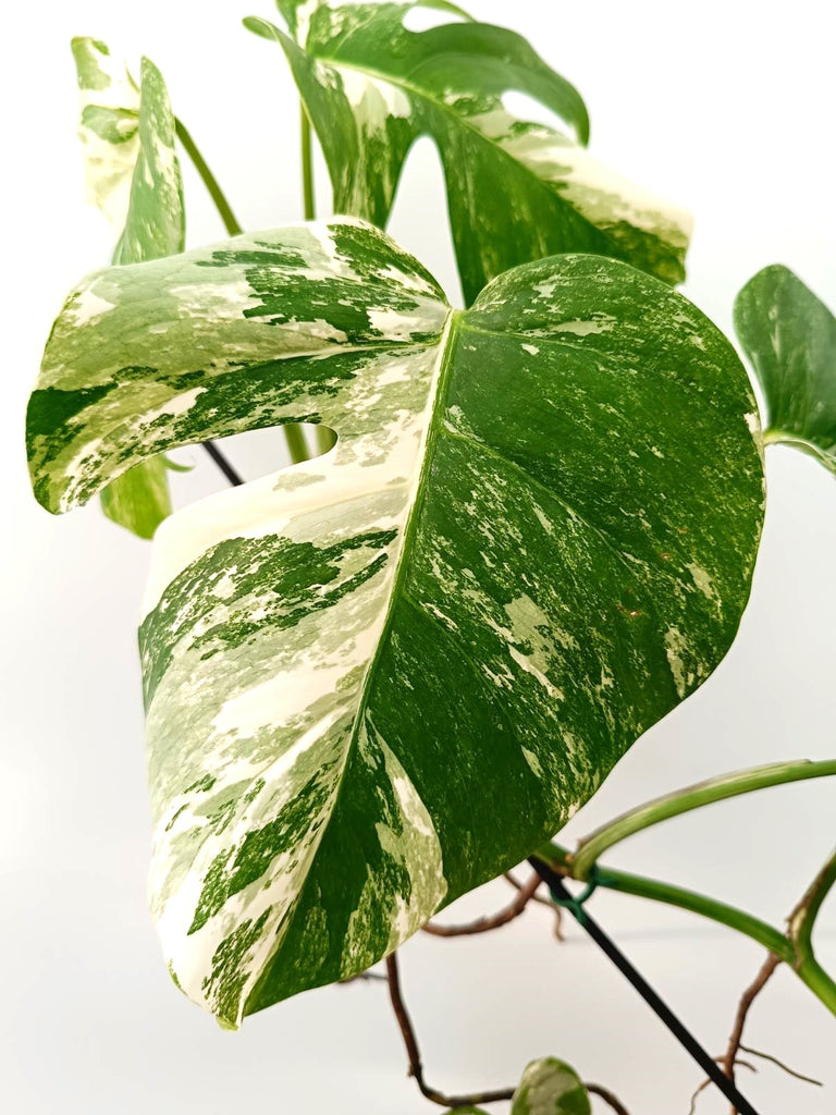 Monstera albo variegata