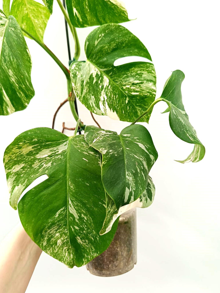 Monstera albo variegata