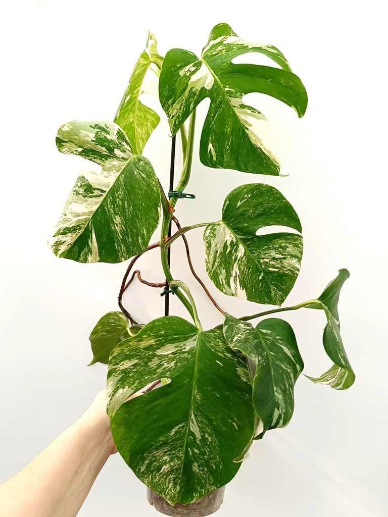 Monstera albo variegata