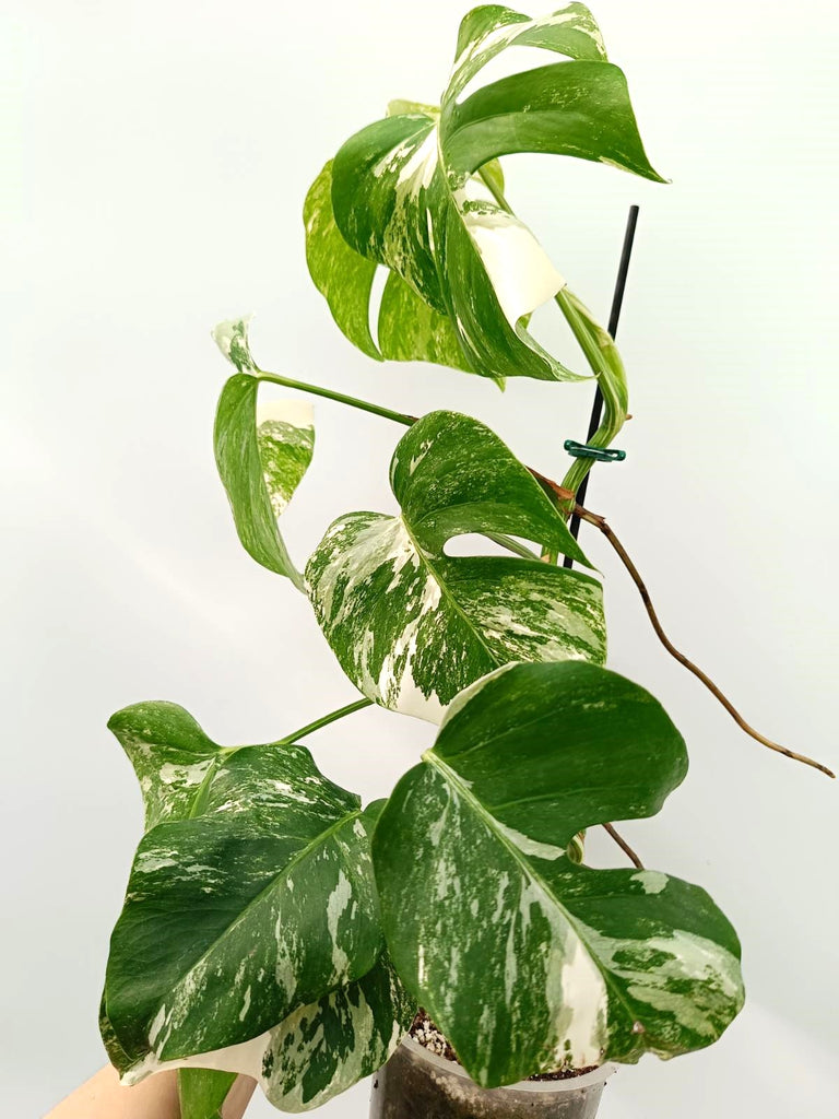 Monstera albo variegata