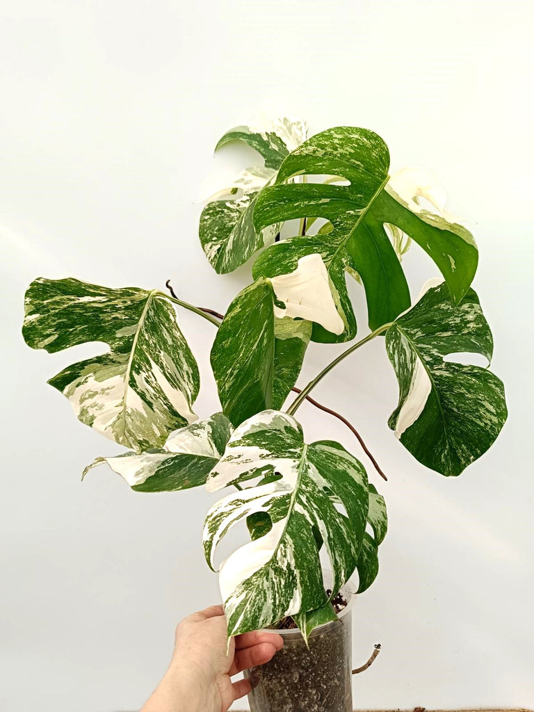 Monstera albo variegata