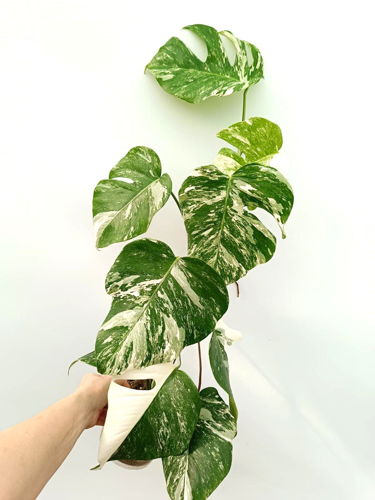 Monstera albo variegata