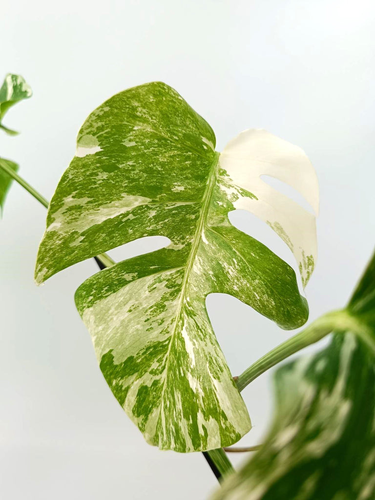 Monstera albo variegata