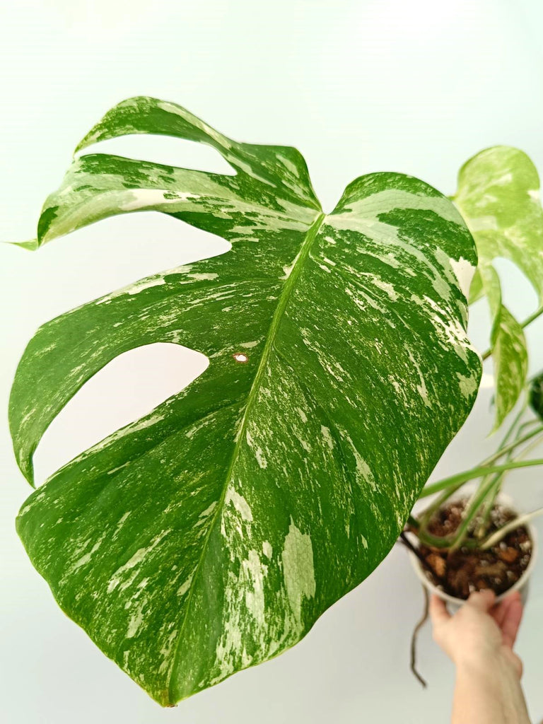 Monstera albo variegata