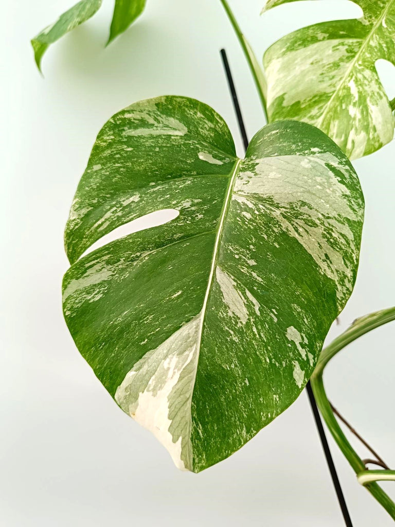 Monstera albo variegata