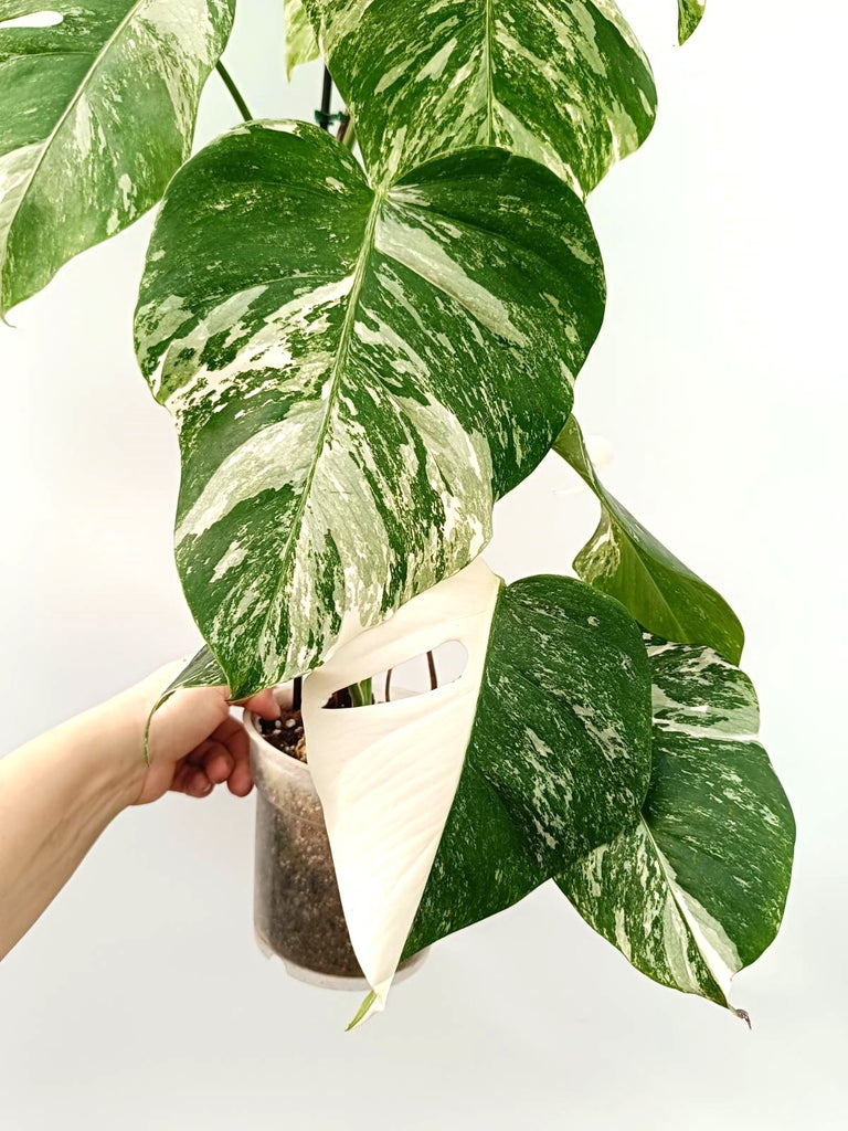 Monstera albo variegata